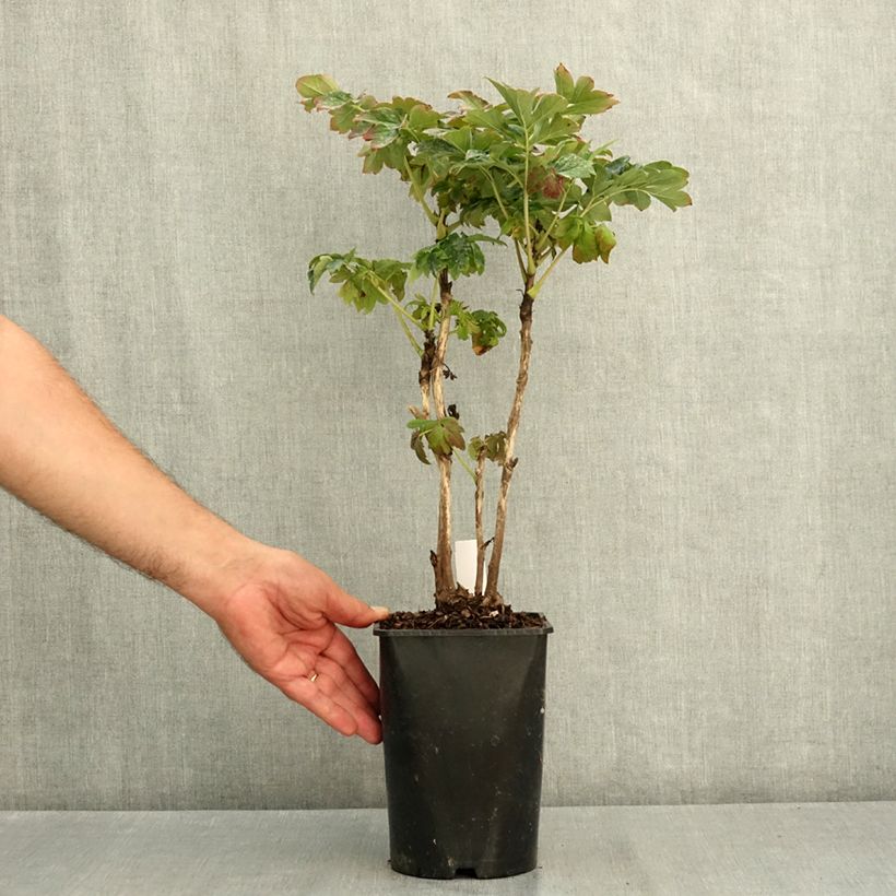 Ejemplar de Peonía arbustiva Lu He Hong - Paeonia suffruticosa Maceta 2L/3L entregado en verano