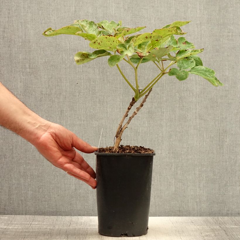 Peonía arbustiva Xue Ta - Paeonia suffruticosa Maceta 2L/3L Ejemplar entregado en la primavera