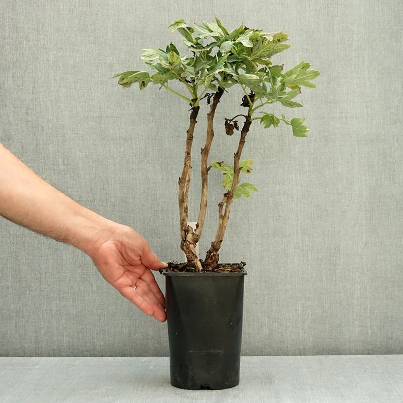 Ejemplar de Peonía arbustiva Cai Hui - Paeonia suffruticosa Maceta 2L/3L entregado en verano