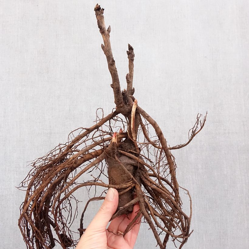 Paeonia x suffruticosa Camouflage - Peonía arbustiva Cepa 3/5 ojos Ejemplar entregado en invierno