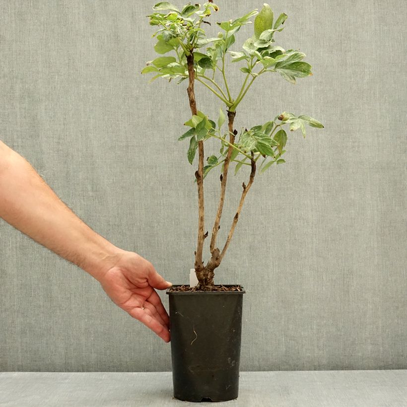 Ejemplar de Peonía arbustiva Fen He Piao Jiang - Paeonia suffruticosa Maceta 2L/3L entregado en verano