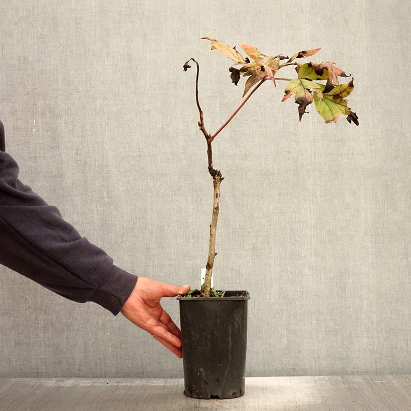Ejemplar de Peonía arbustiva Jin Ge - Paeonia suffruticosa Maceta 2L/3L entregado en otoño