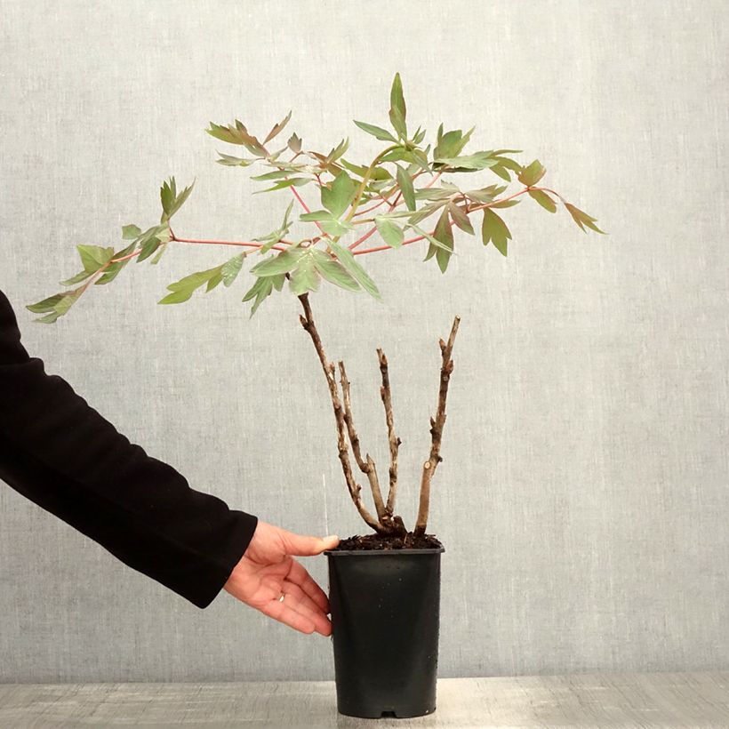 Peonía arbustiva Jin Ge - Paeonia suffruticosa Maceta 2L/3L Ejemplar entregado en la primavera