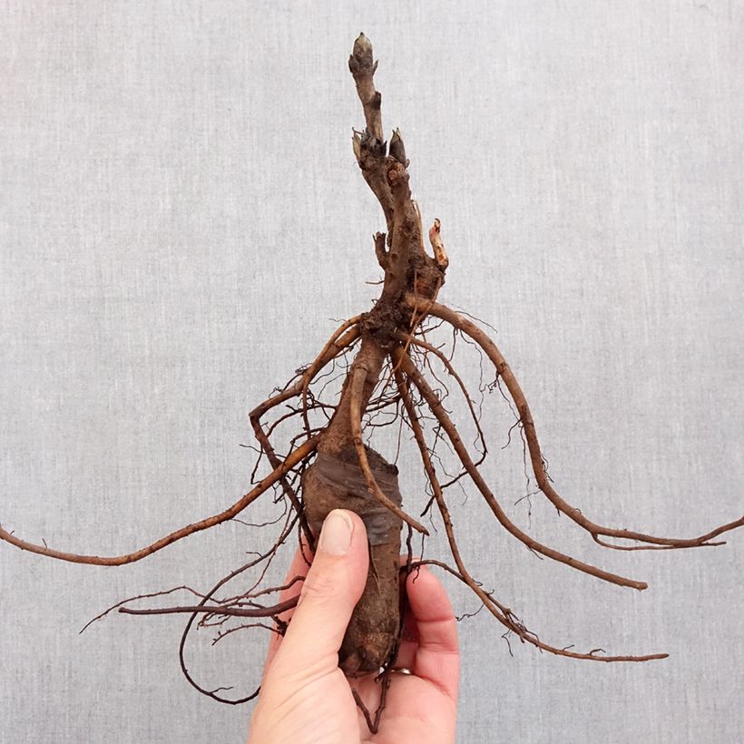 Peonía arbustiva Luo Yang Hong - Paeonia suffruticosa Cepa 3/5 ojos Ejemplar entregado en invierno