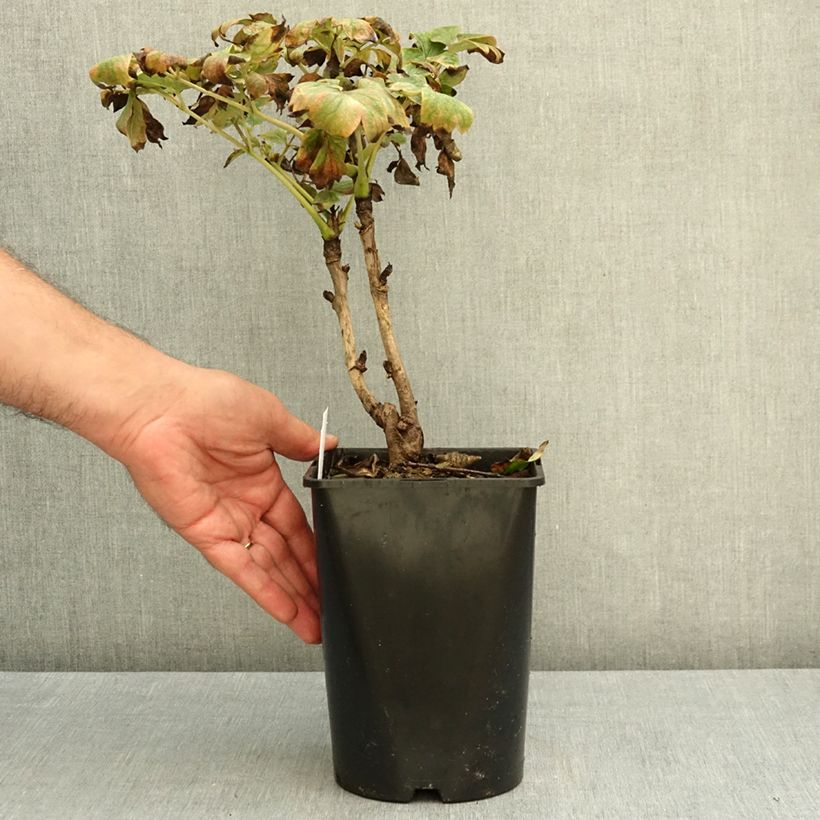 Ejemplar de Peonía arbustiva Rou Fu Rong - Paeonia suffruticosa Maceta 2L/3L entregado en otoño