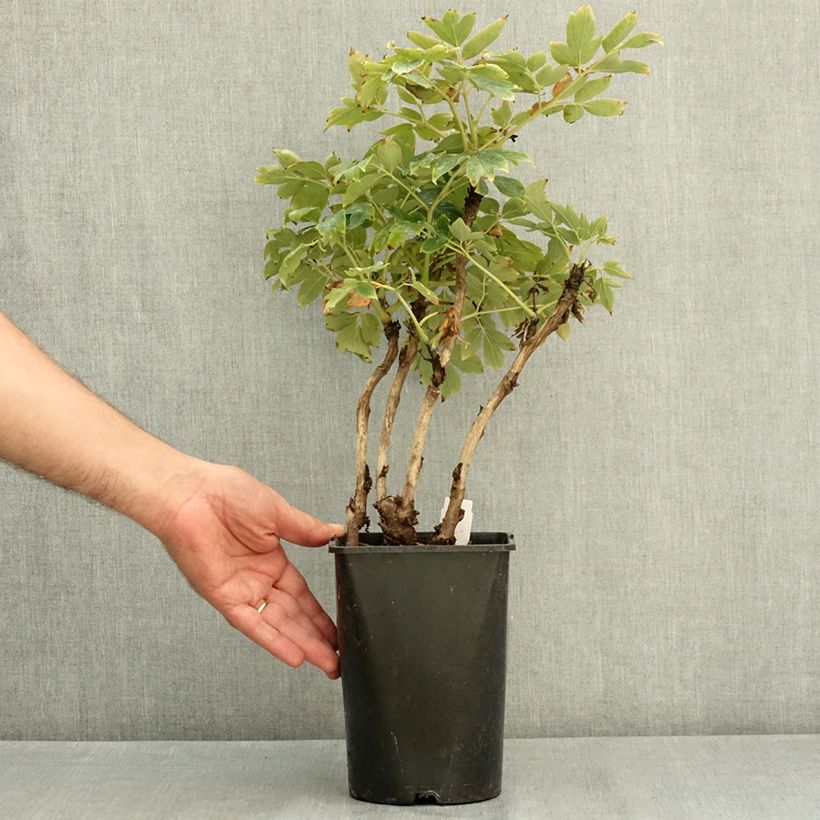 Ejemplar de Peonía arbustiva Rou Fu Rong - Paeonia suffruticosa Maceta 2L/3L entregado en verano