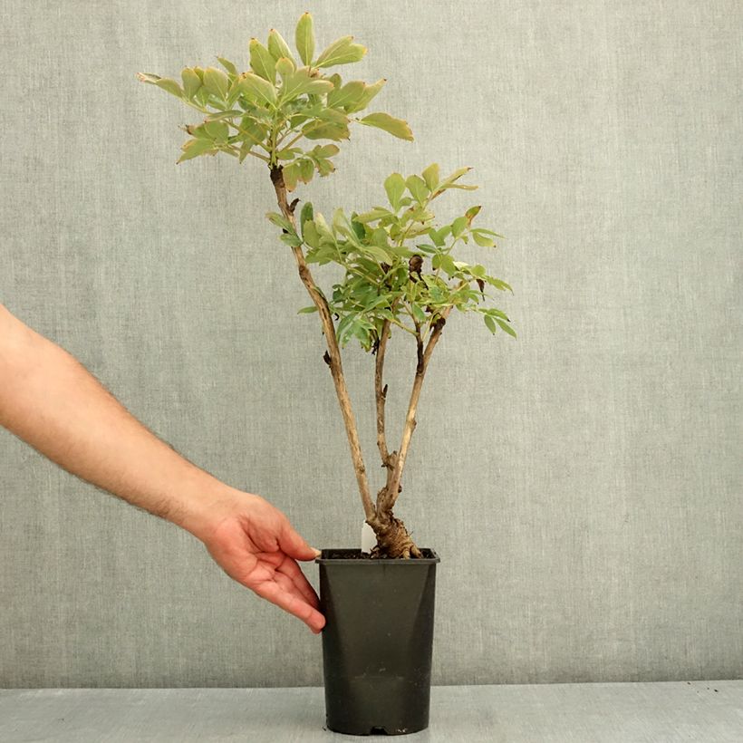 Ejemplar de Peonía arbustiva Xue Ta - Paeonia suffruticosa Maceta 2L/3L entregado en verano