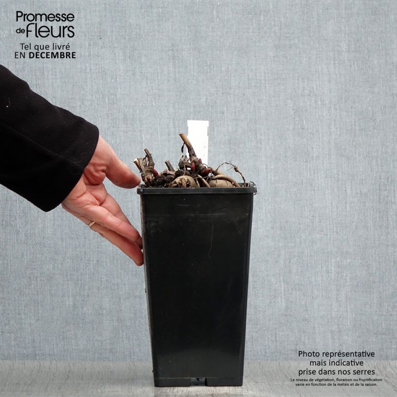 Peonía Blaze Maceta 3L/4L Ejemplar entregado en invierno