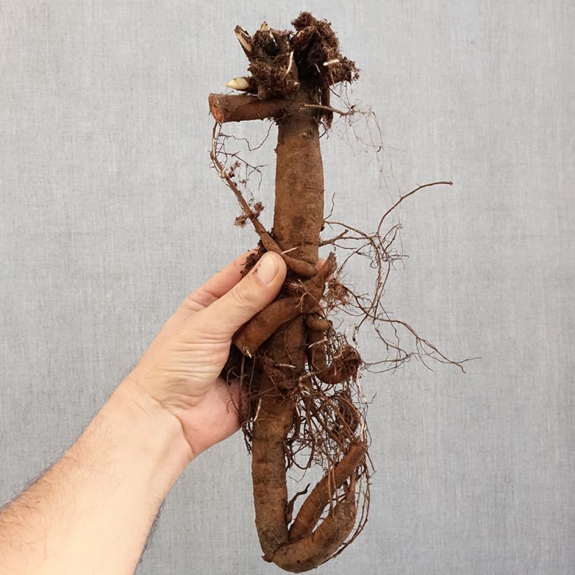 Peonia lactiflora Claire de Lune Cepa 3/5 ojos Ejemplar entregado en invierno