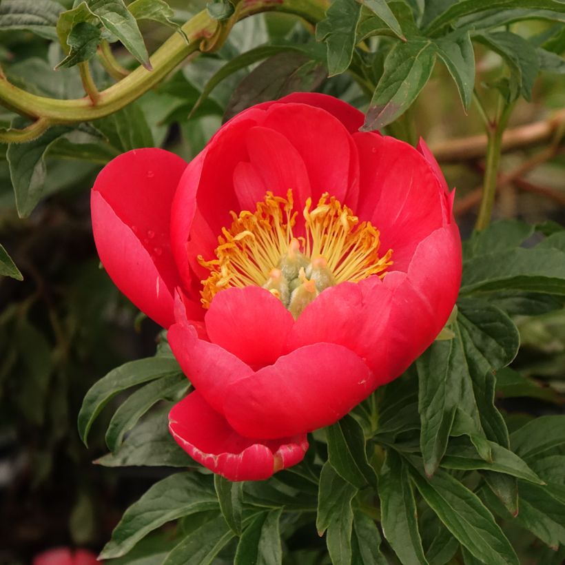 Peonia lactiflora Coral Sunset (Floración)