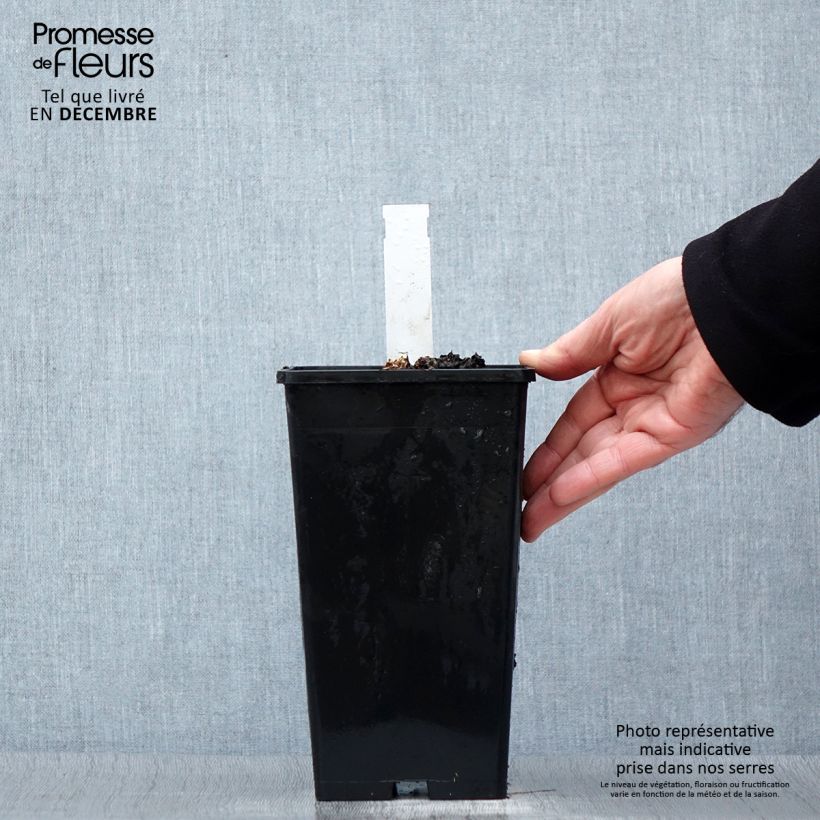 Peonia lactiflora Coral Sunset Maceta 3L/4L Ejemplar entregado en invierno