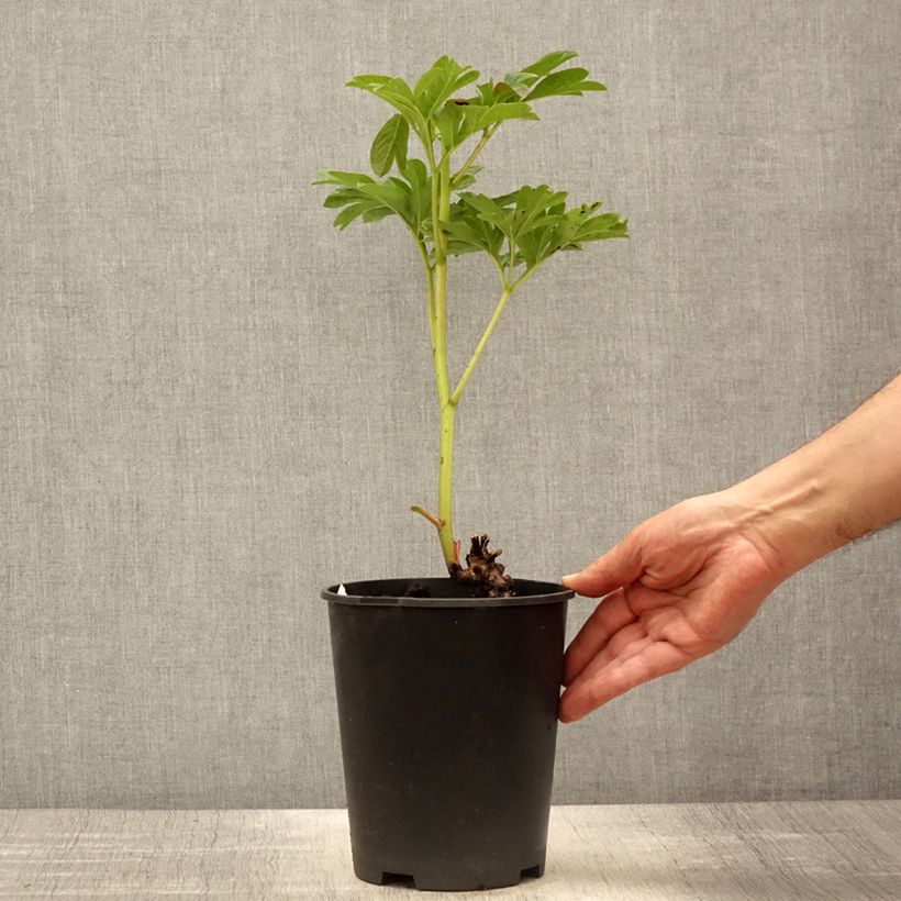 Peonia lactiflora Coral Sunset Maceta 3L/4L Ejemplar entregado en la primavera