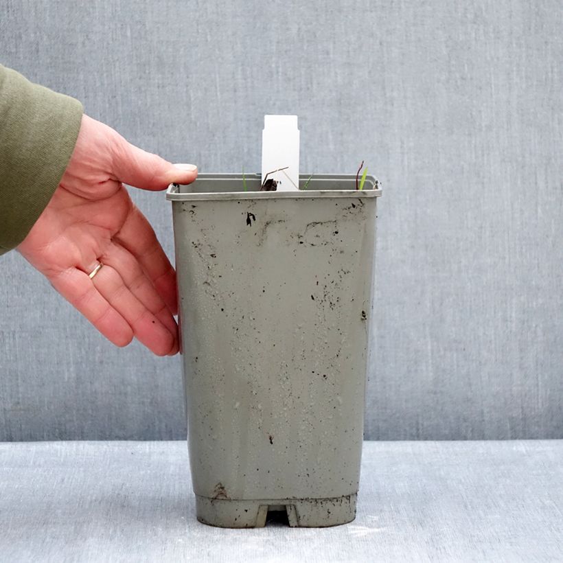 Peonia emodi Late Windflower Maceta 3L/4L Ejemplar entregado en invierno