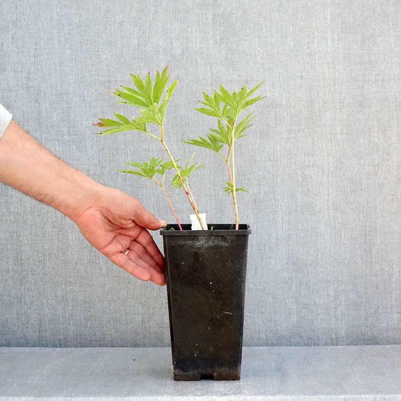 Peonia emodi Late Windflower Maceta 3L/4L Ejemplar entregado en la primavera