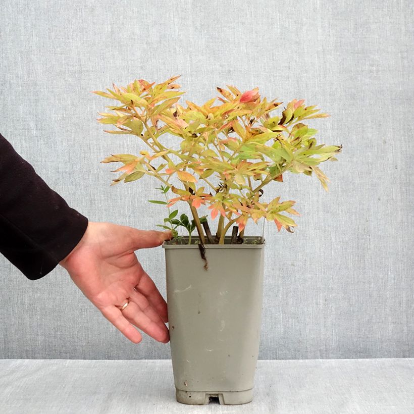 Ejemplar de Peonía Flame Maceta 3L/4L entregado en otoño