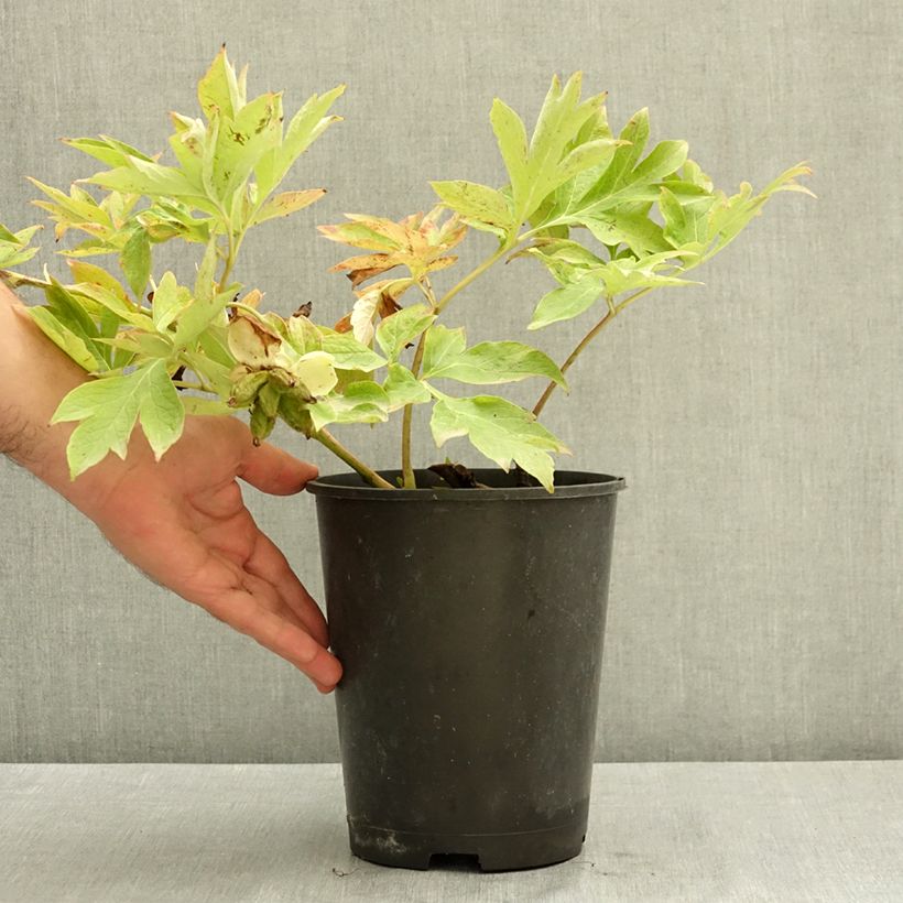 Ejemplar de Peonia Itoh Bartzella Maceta 7,5L/10L entregado en verano