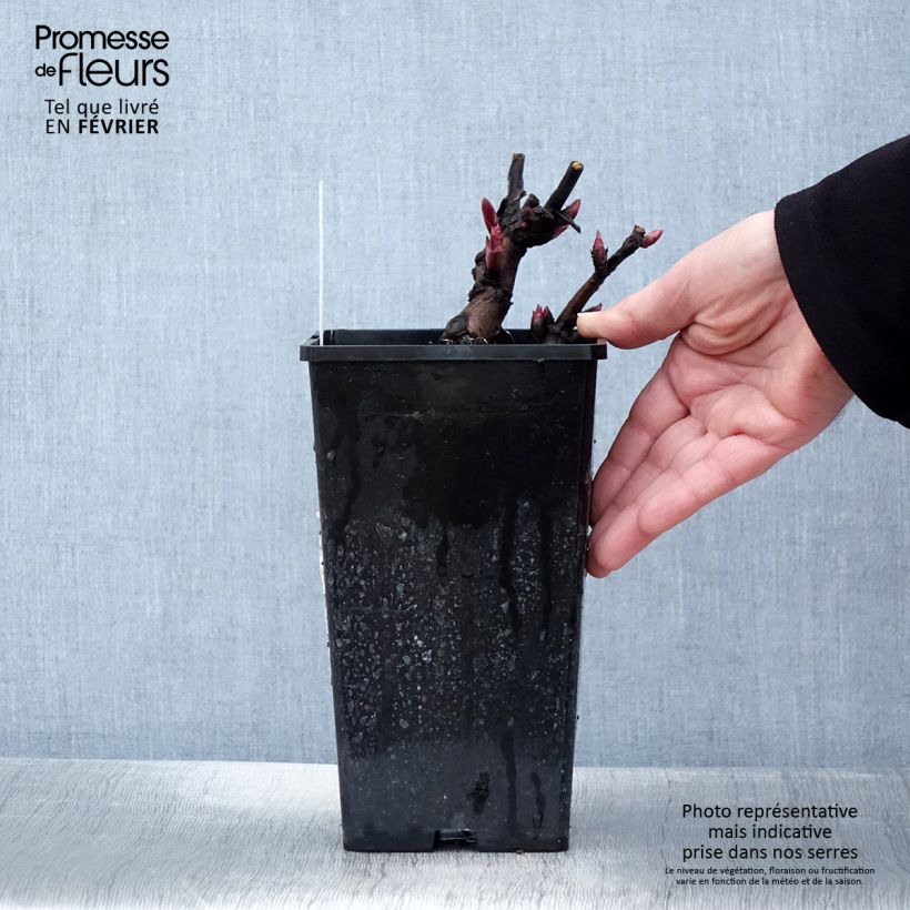 Peonia Itoh Canary Brillant Maceta 3L/4L Ejemplar entregado en invierno