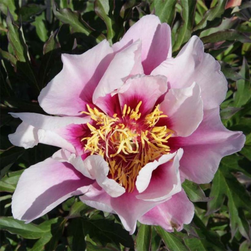 Peonia Itoh Cora Louise (Floración)