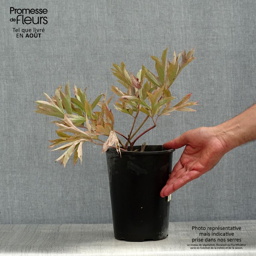Ejemplar de Peonia Itoh Cora Louise Maceta 3L/4L entregado en verano