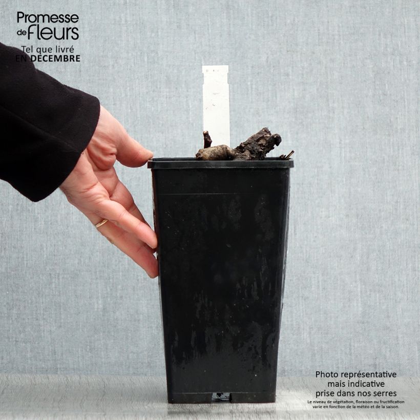 Peonia Itoh First Arrival Maceta 3L/4L Ejemplar entregado en invierno