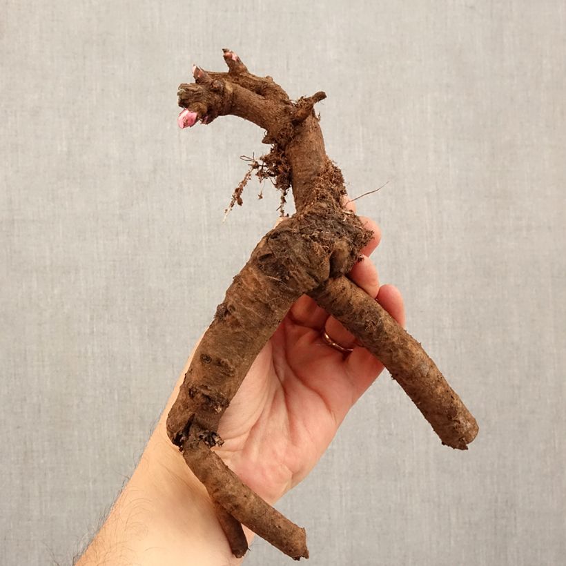 Peonia Itoh First Arrival Cepa 3/5 ojos Ejemplar entregado en invierno