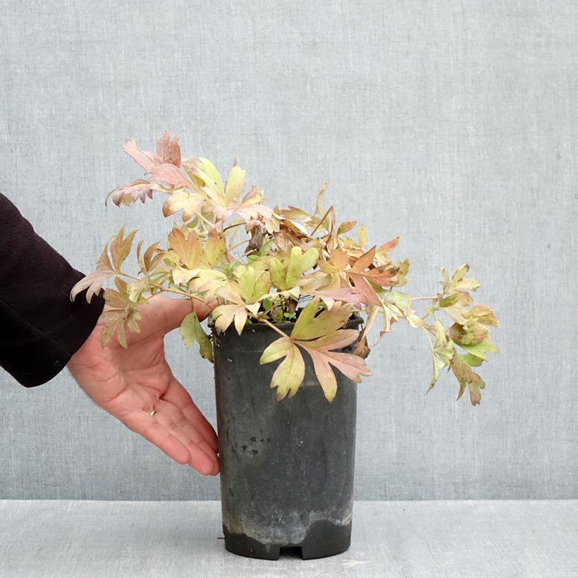 Ejemplar de Peonia Itoh Hillary Maceta 3L/4L entregado en otoño