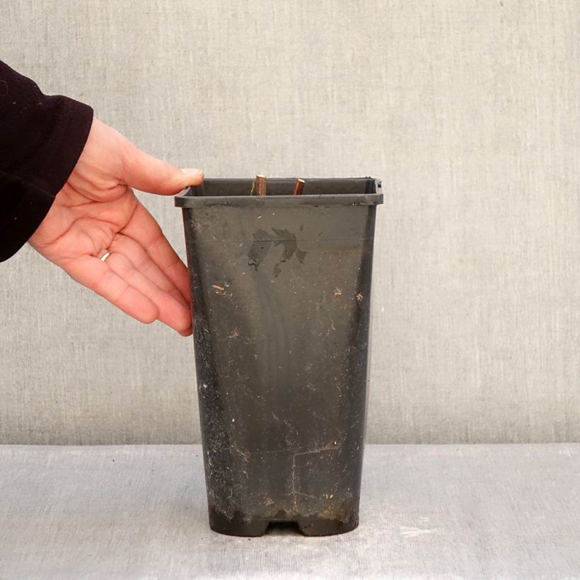 Peonia Itoh Hillary Maceta 3L/4L Ejemplar entregado en invierno