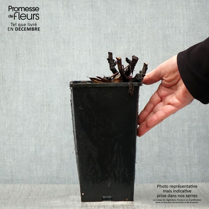 Peonia Itoh Julia Rose Maceta 2L/3L Ejemplar entregado en invierno