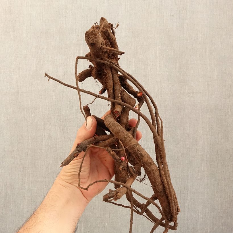 Peonia Itoh Old Rose Dandy Cepa 3/5 ojos Ejemplar entregado en invierno