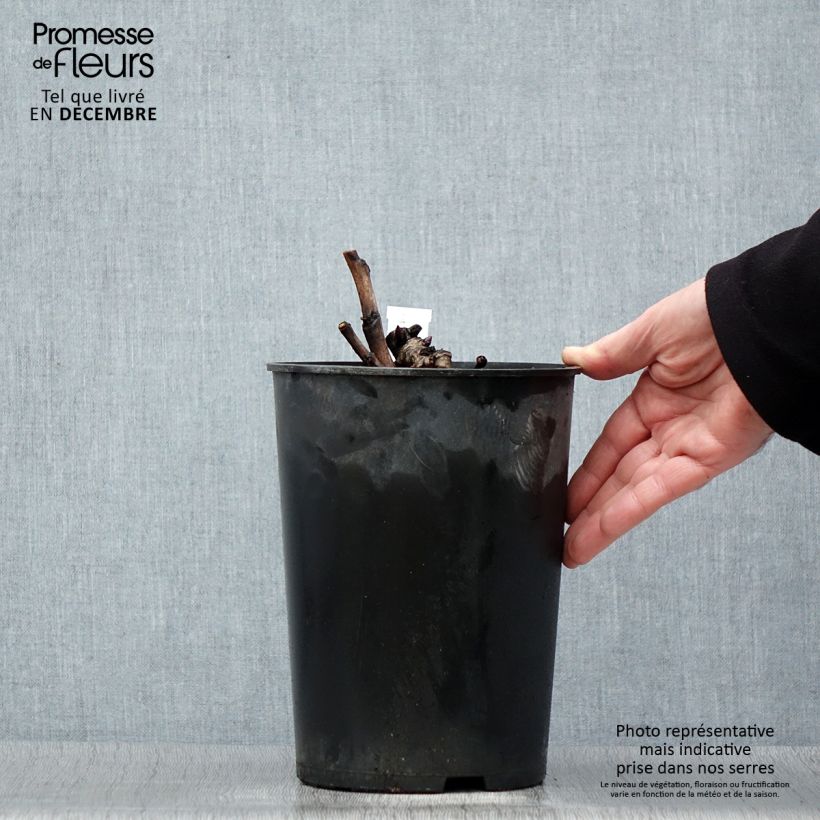 Peonia Itoh Pastel Splendor Maceta 2L/3L Ejemplar entregado en invierno