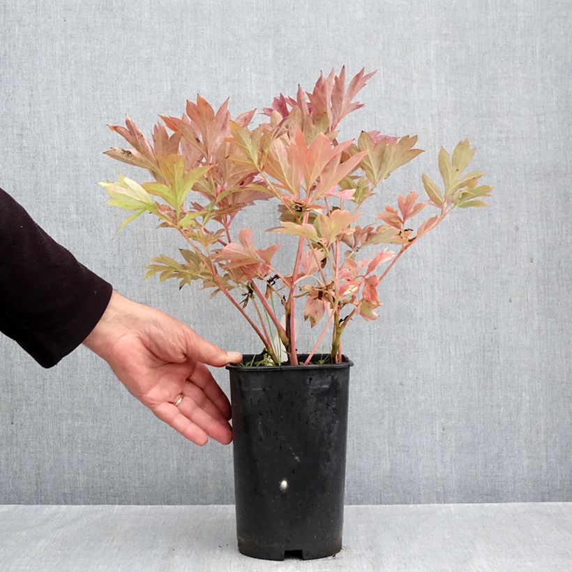 Ejemplar de Peonia Itoh Pink Ardour Maceta 3L/4L entregado en otoño