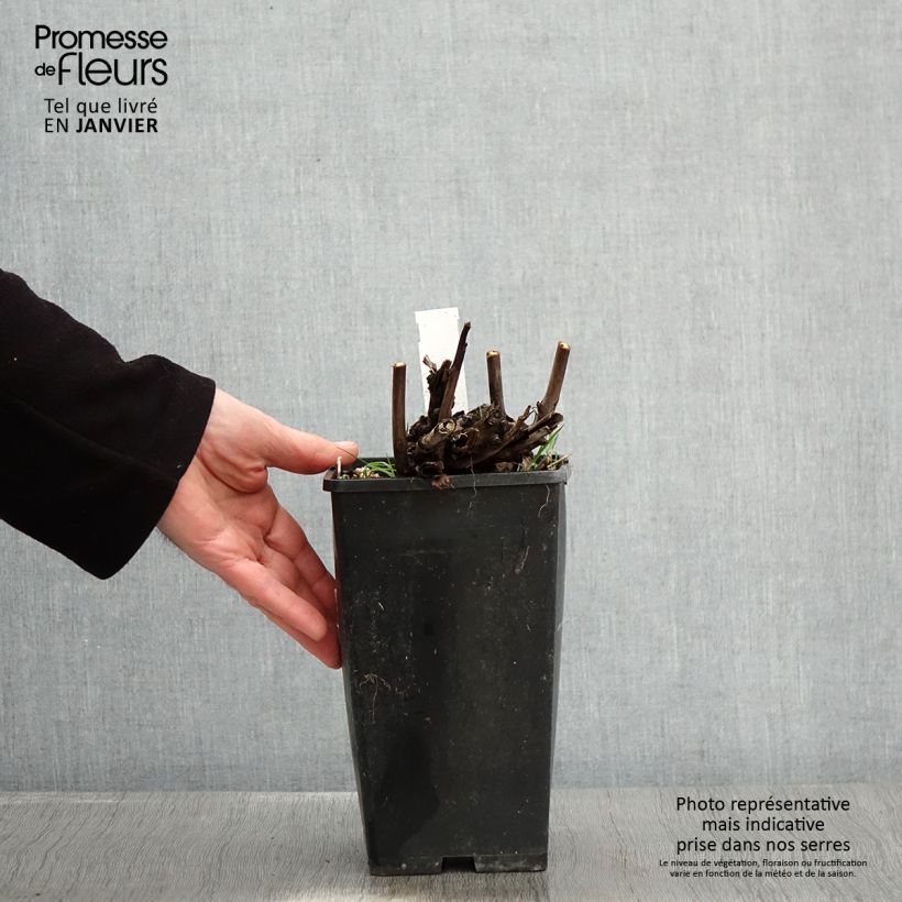 Peonia Itoh Pink Ardour Maceta 3L/4L Ejemplar entregado en invierno