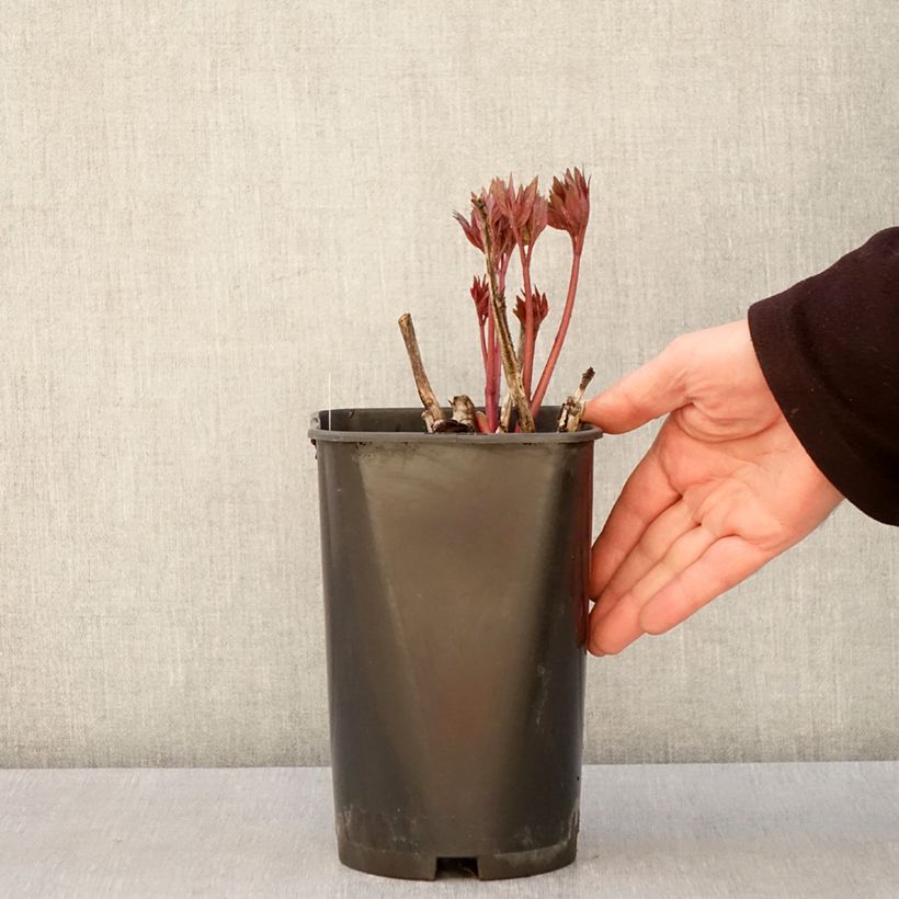 Peonia Itoh Scarlet Heaven Maceta 2L/3L Ejemplar entregado en la primavera