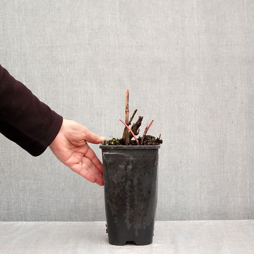 Ejemplar de Peonia Itoh Viking Full Moon Maceta 3L/4L entregado en otoño