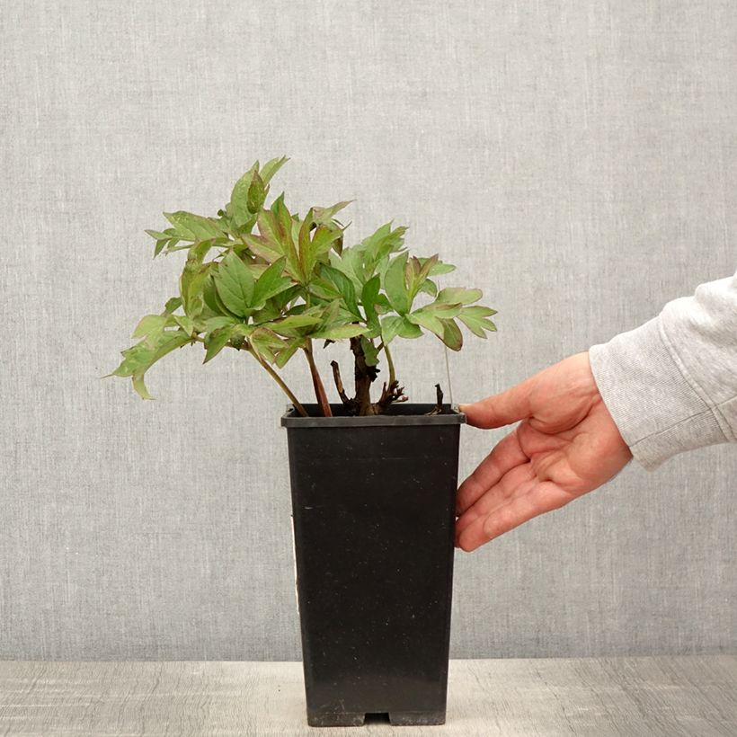 Peonia Itoh Viking Full Moon Maceta 3L/4L Ejemplar entregado en la primavera