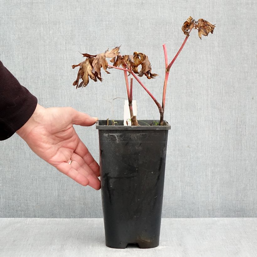Ejemplar de Peonia Itoh Yellow Crown Maceta 3L/4L entregado en otoño