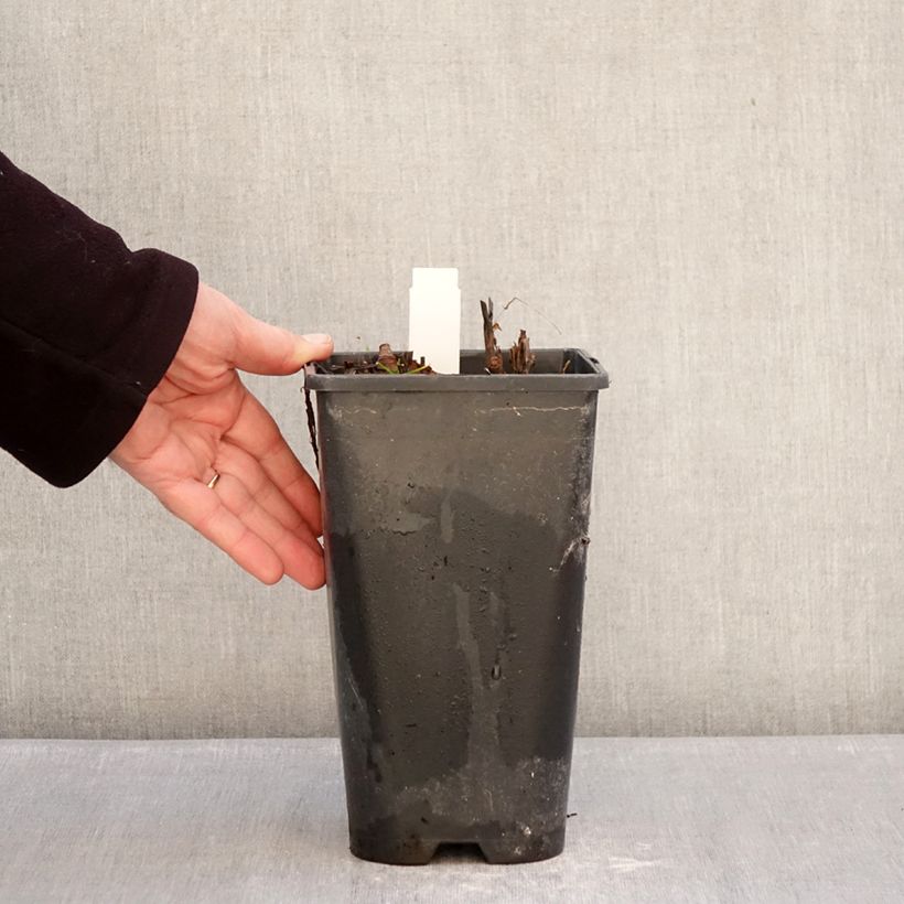 Peonia Itoh Yellow Crown Maceta 3L/4L Ejemplar entregado en invierno