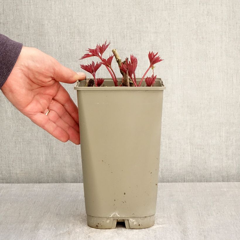 Peonia Itoh Yellow Crown Maceta 3L/4L Ejemplar entregado en la primavera