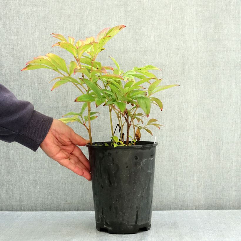 Ejemplar de Peonia lactiflora Adolphe Rousseau Maceta 3L/4L entregado en verano