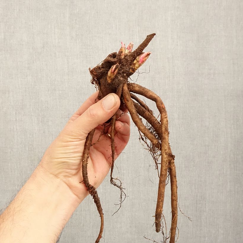 Peonia lactiflora Adolphe Rousseau Cepa 3/5 ojos Ejemplar entregado en invierno