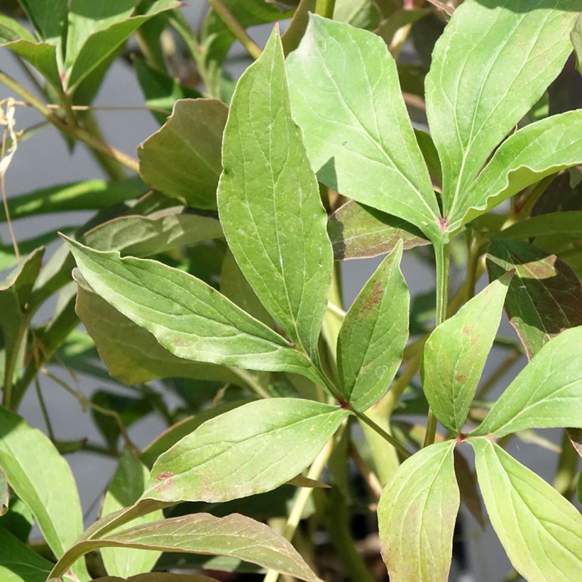 Peonia lactiflora Albert Crousse (Follaje)