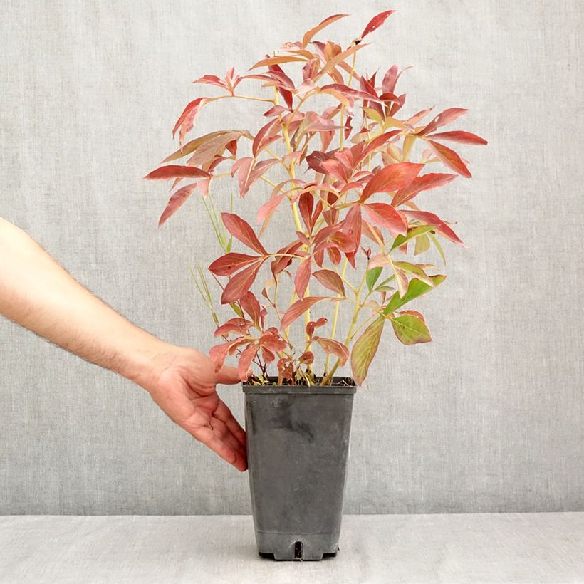 Ejemplar de Peonia lactiflora Albert Crousse Maceta 3L/4L entregado en verano
