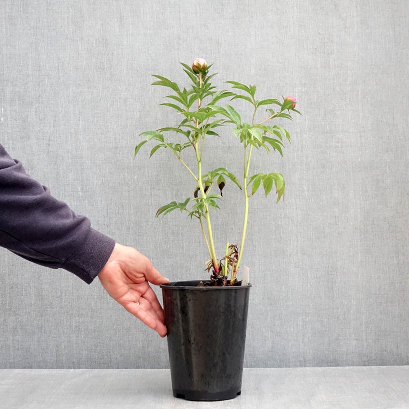 Peonia lactiflora Albert Crousse Maceta 3L/4L Ejemplar entregado en la primavera