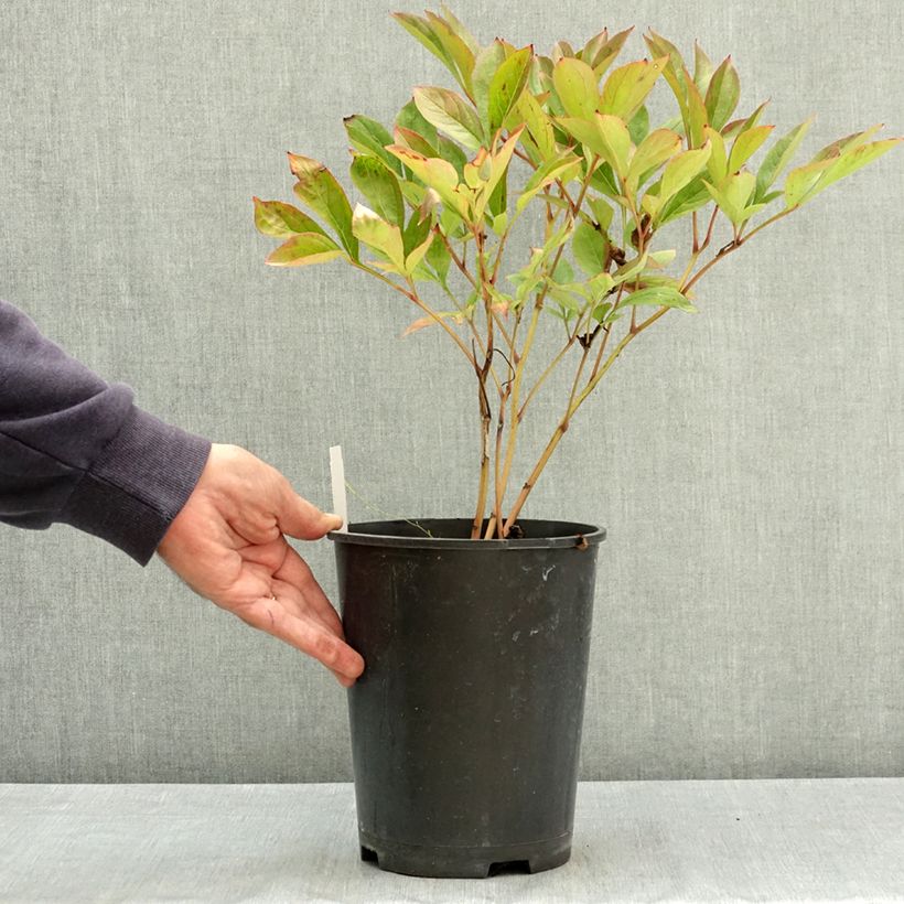 Ejemplar de Pivoine lactiflora Amabilis Pot de 3L/4L entregado en verano