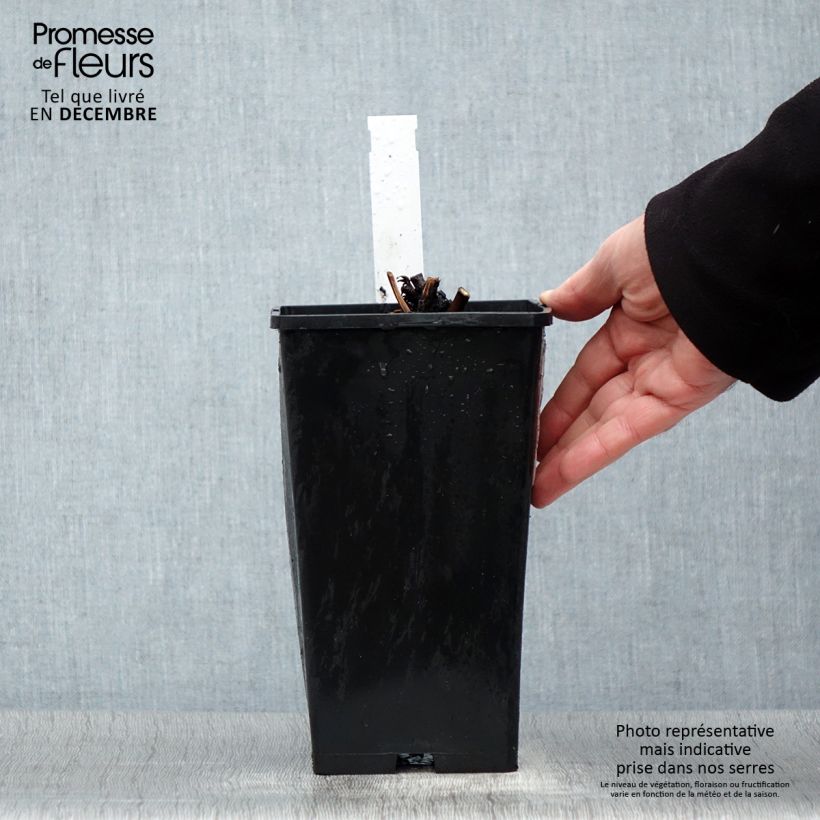 Peonia lactiflora Amabilis Maceta 3L/4L Ejemplar entregado en invierno