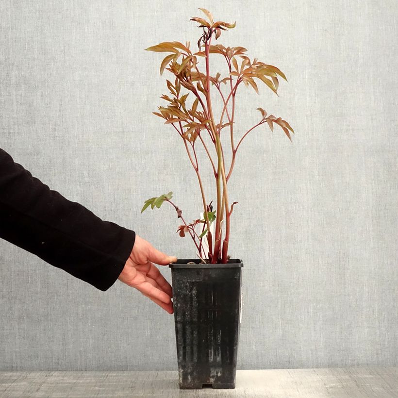 Peonia lactiflora Amabilis Maceta 3L/4L Ejemplar entregado en la primavera