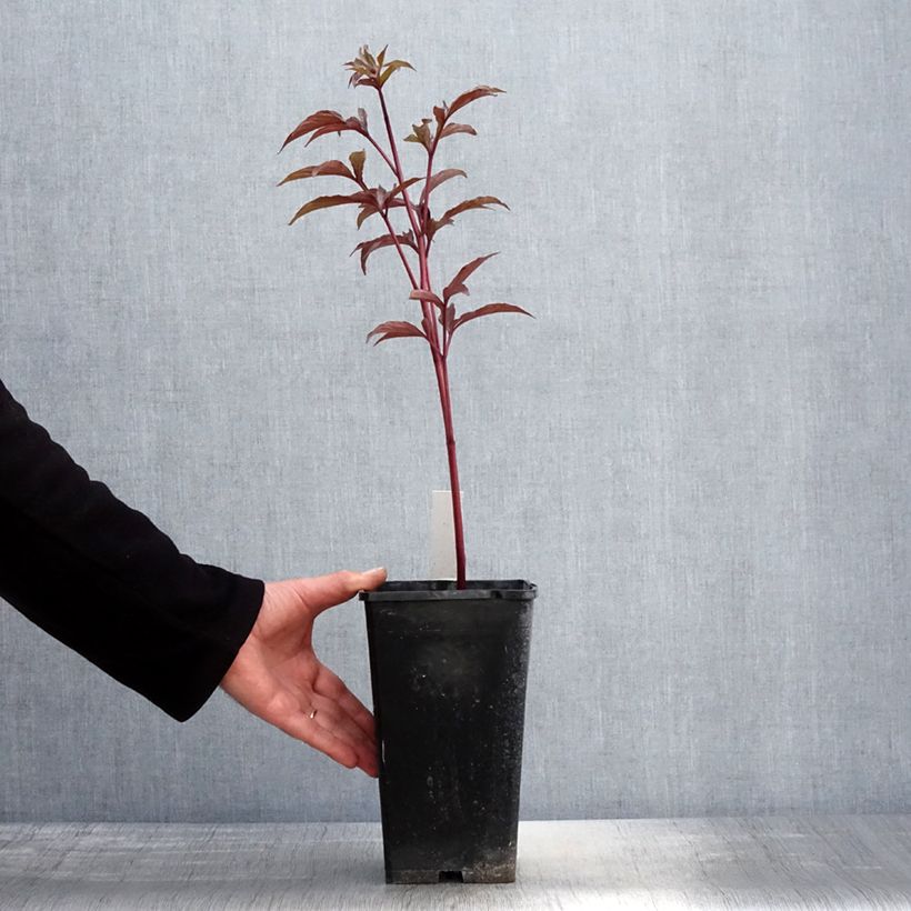 Peonia lactiflora Big Ben Maceta 3L/4L Ejemplar entregado en la primavera