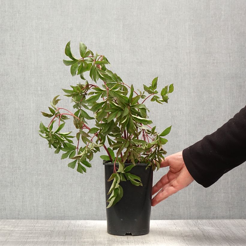 Peonia lactiflora Bouquet Perfect Maceta 3L/4L Ejemplar entregado en la primavera