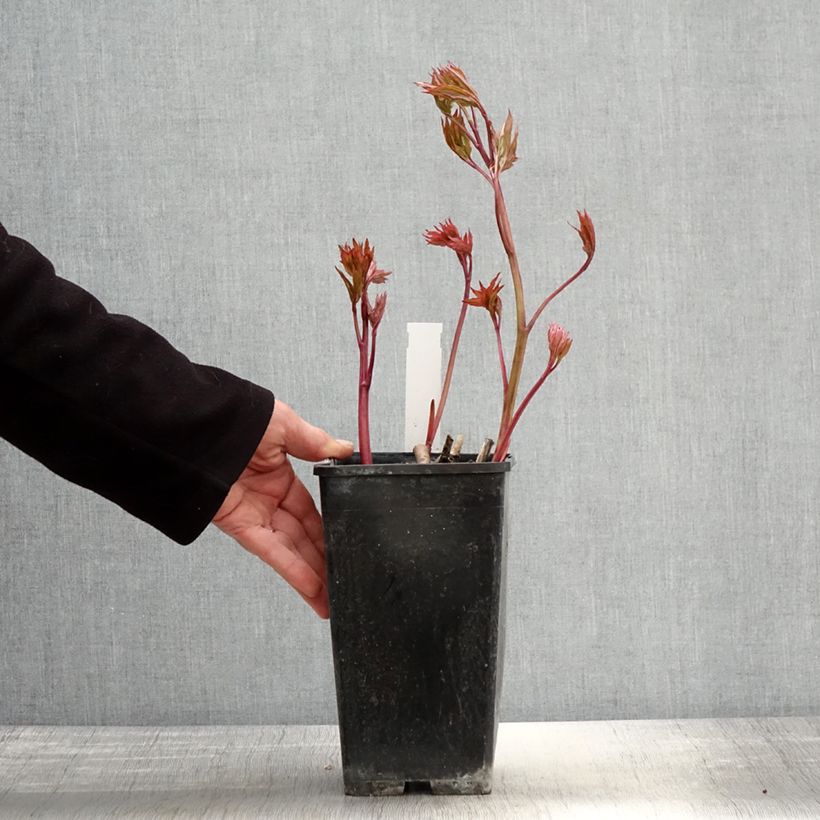 Peonia lactiflora Bowl of Beauty Maceta 3L/4L Ejemplar entregado en la primavera