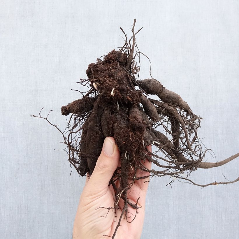 Peonia lactiflora Buckeye Belle Cepa 3/5 ojos Ejemplar entregado en invierno